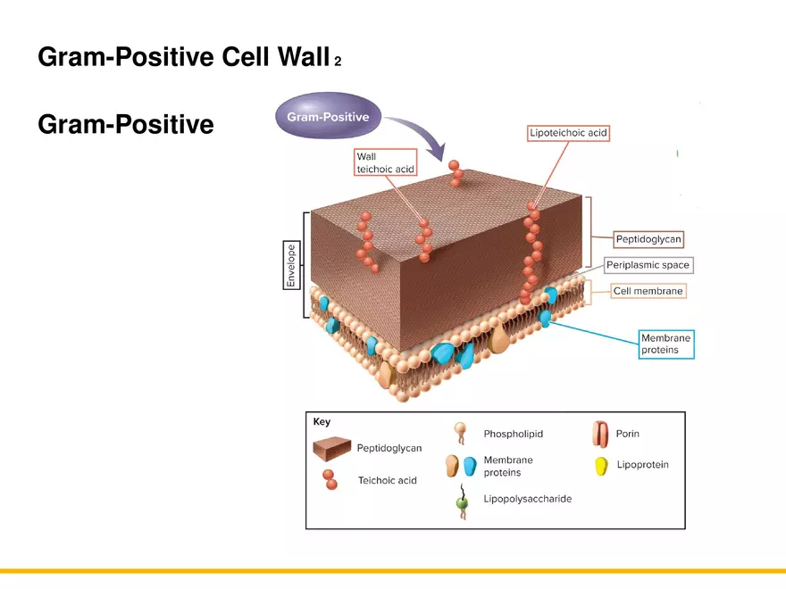 A Survey of Prokaryotic Cells and Microorganisms Lecture 4 - Page 8