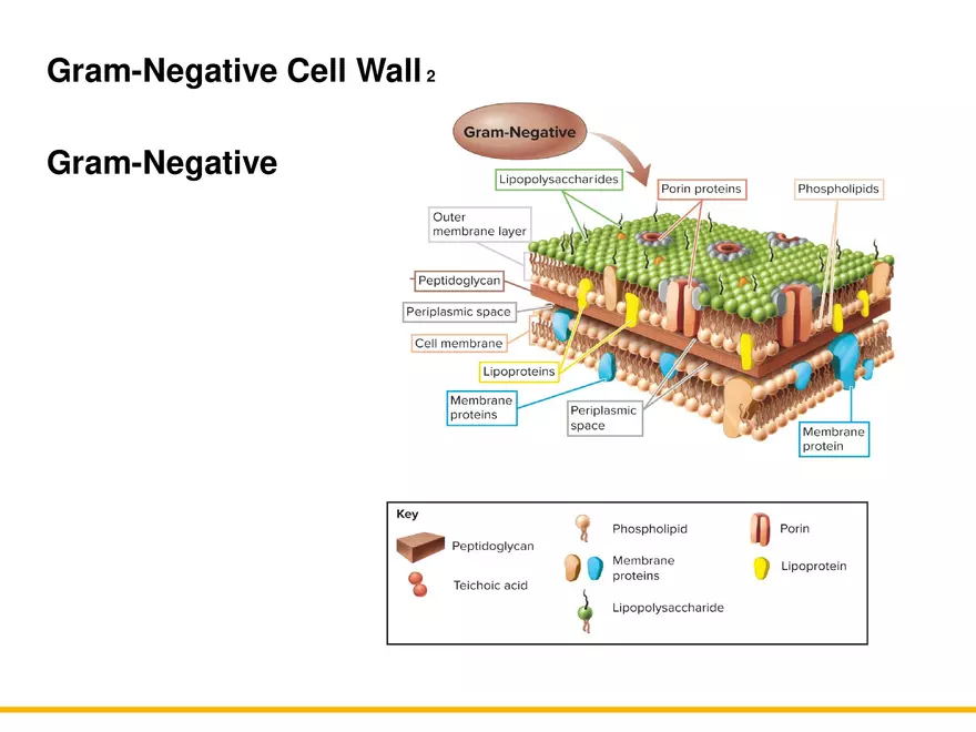 A Survey of Prokaryotic Cells and Microorganisms Lecture 4 - Page 10