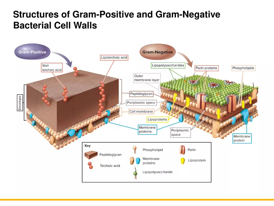 A Survey of Prokaryotic Cells and Microorganisms Lecture 4 - Page 11