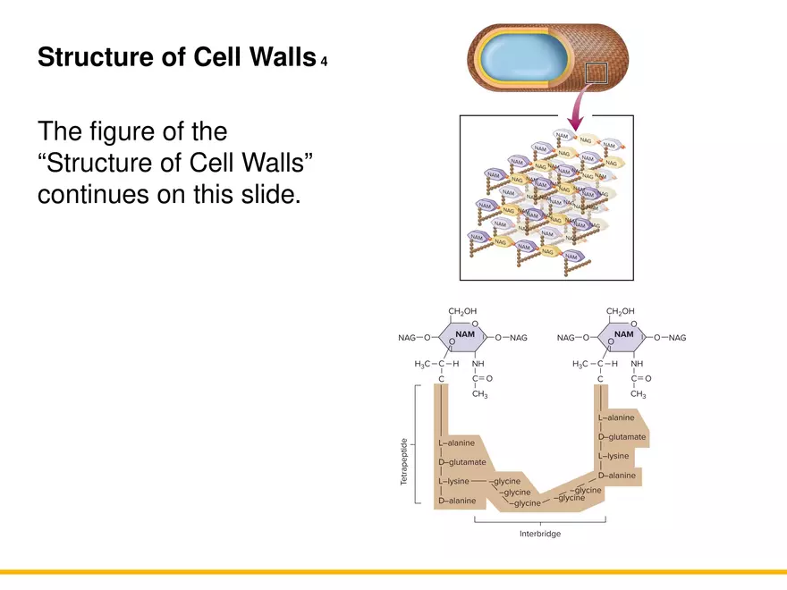 A Survey of Prokaryotic Cells and Microorganisms Lecture 4 - Page 6