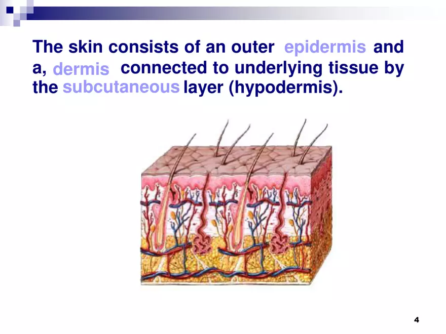 Skin and Its Tissues - Page 4