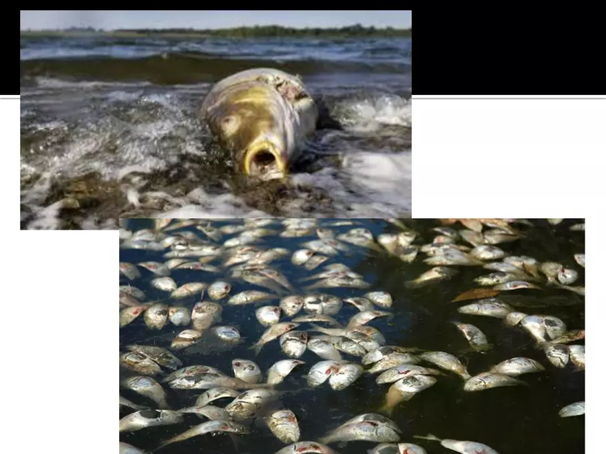 Land Use Effects on Water Quality - Page 14