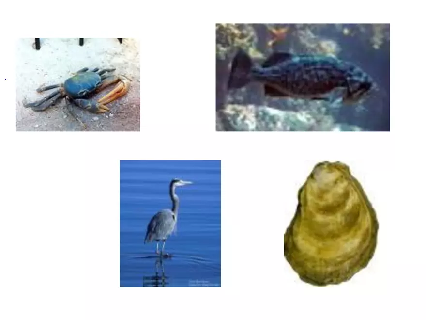 Land Use Effects on Water Quality - Page 21