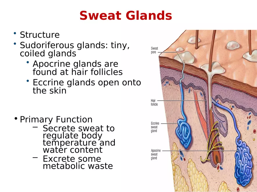The Integumentary System Lecture (Skin) - Page 7