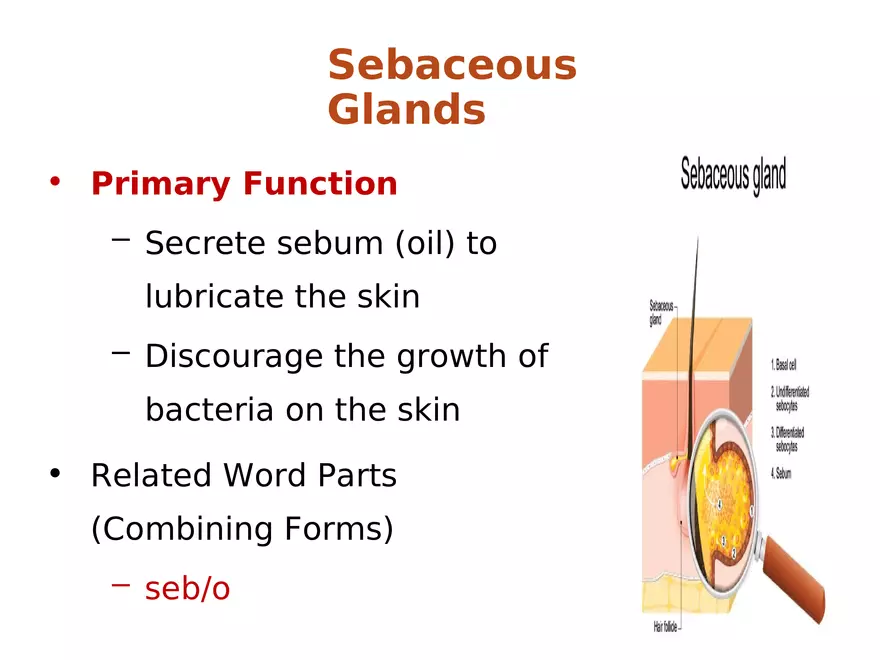 The Integumentary System Lecture (Skin) - Page 6