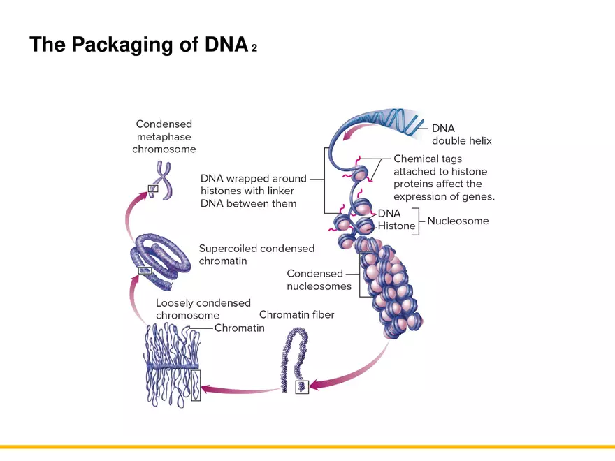 An Introduction to Microbial Genetics Lecture Part 1 - Page 10