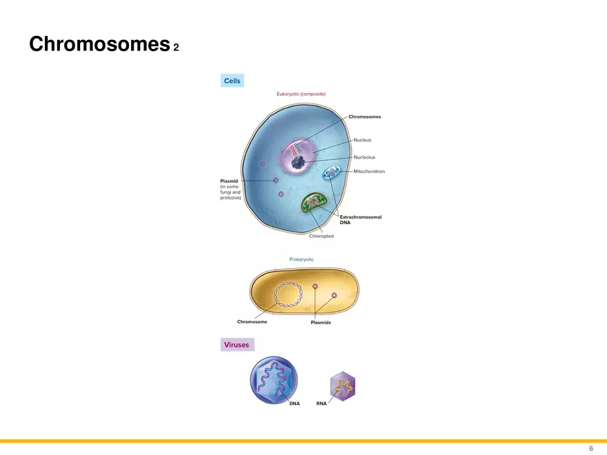 An Introduction to Microbial Genetics Lecture Part 1 - Page 5