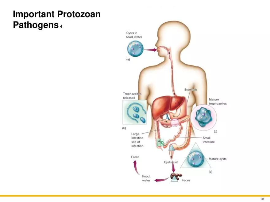 A Survey of Eukaryotic Cells and Microorganisms Part 8 - Page 8