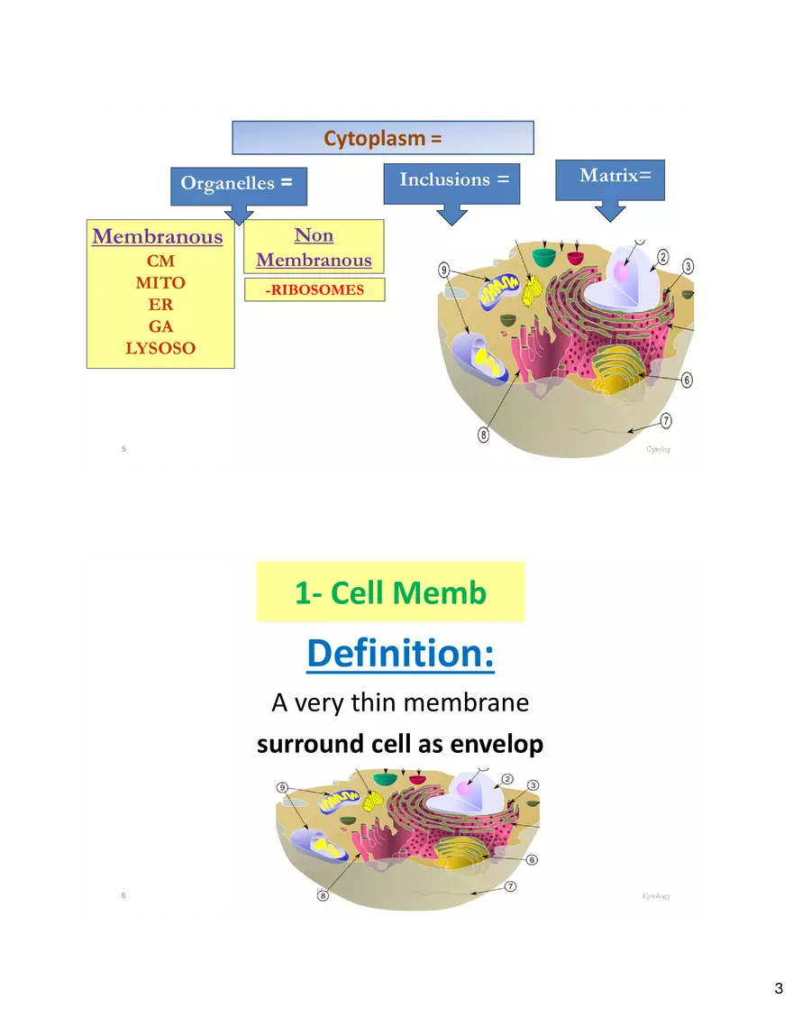 Cytology 4 Pages - Page 3