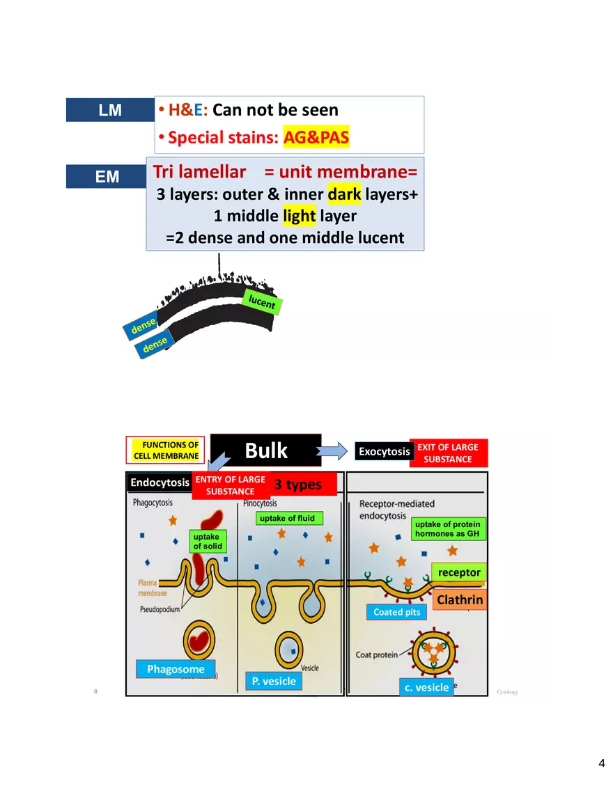 Cytology 4 Pages - Page 4