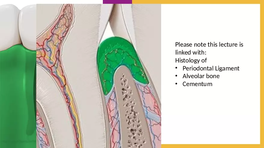 Histology of the Gingiva - Page 3