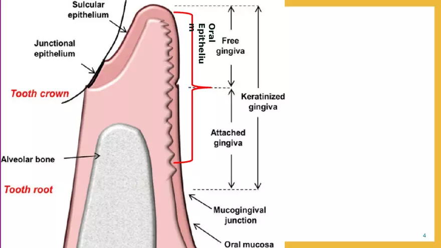 Histology of the Gingiva - Page 4