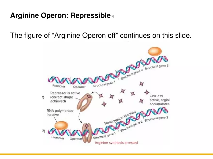 An Introduction to Microbial Genetics Lecture Part 8 - Page 8