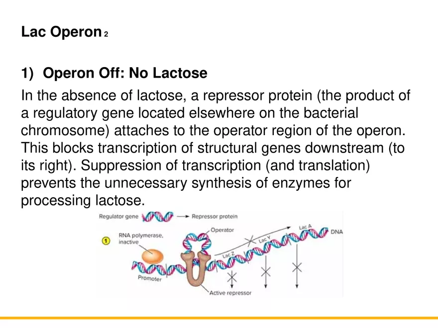 An Introduction to Microbial Genetics Lecture Part 8 - Page 2