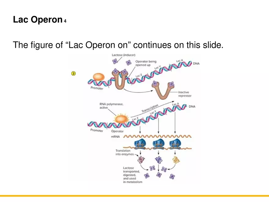 An Introduction to Microbial Genetics Lecture Part 8 - Page 4