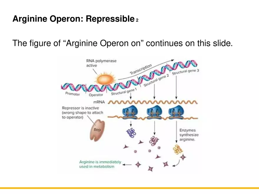 An Introduction to Microbial Genetics Lecture Part 8 - Page 6
