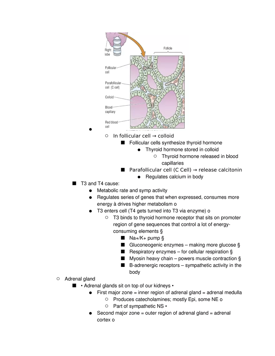 Introduction to Pathophysiology and Cellular Basis of Disease Part 5 - Page 5