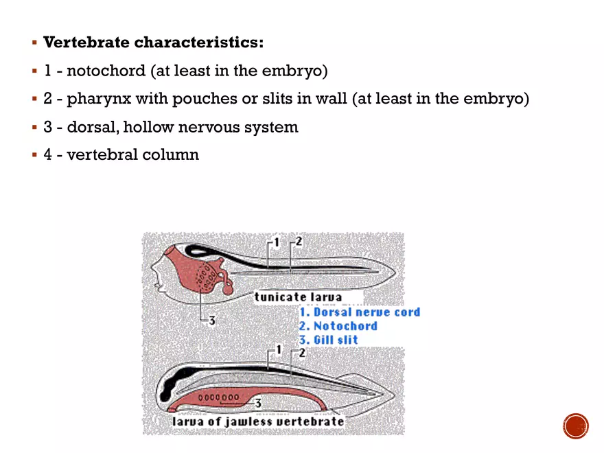 Comparative Anatomy - Chordate Origins and Phylogeny - Page 3