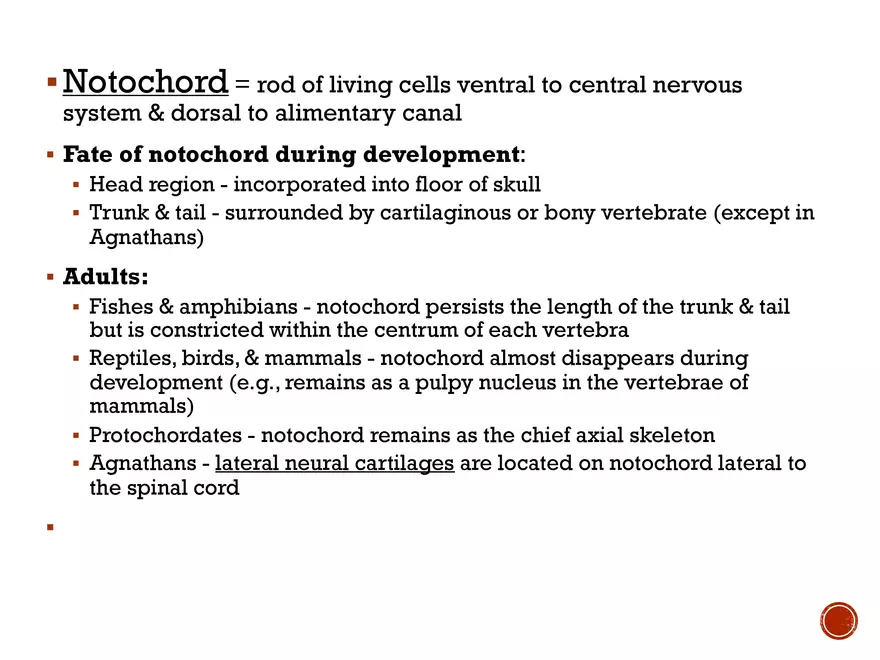 Comparative Anatomy - Chordate Origins and Phylogeny - Page 4