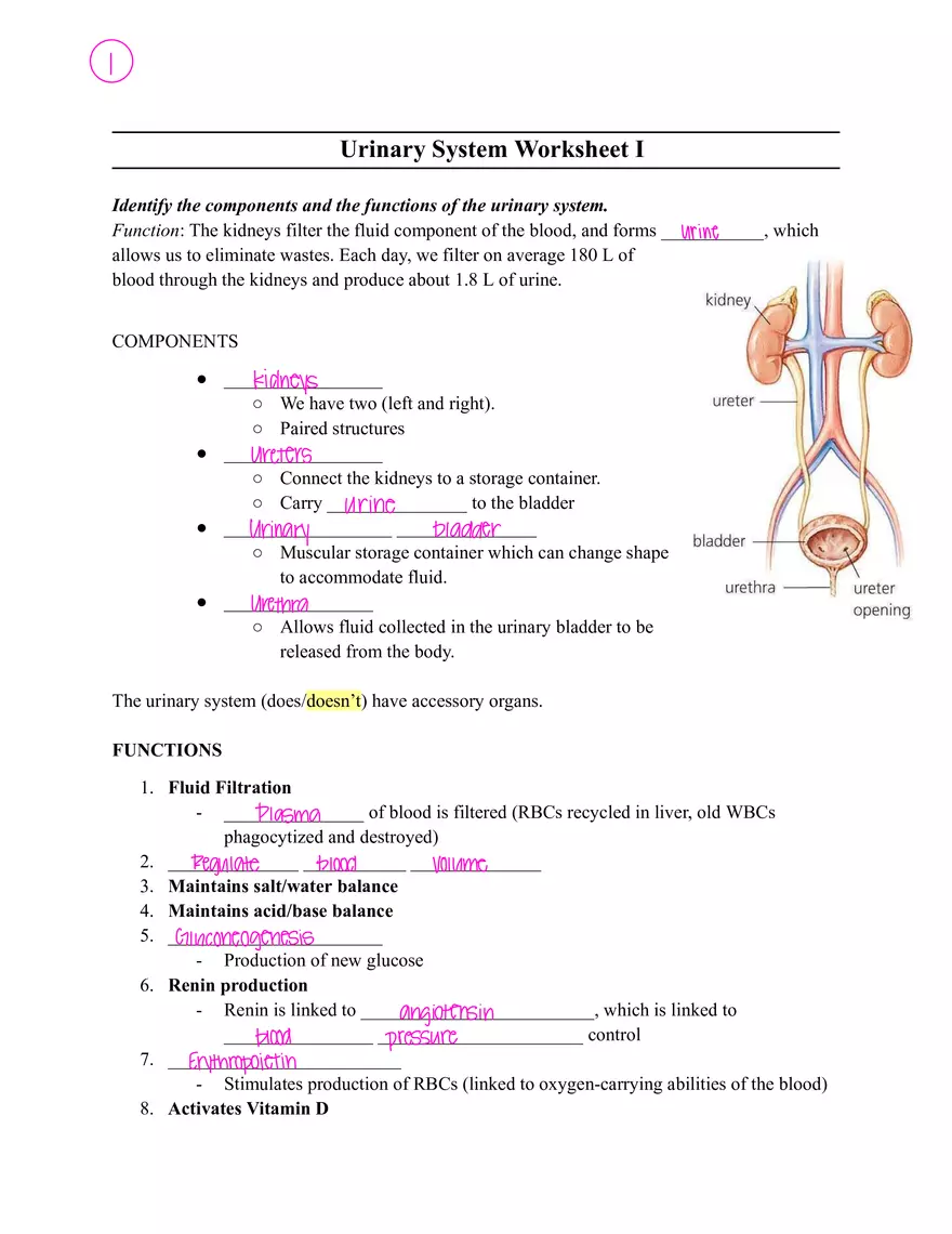 Urinary System Worksheet I - Page 1