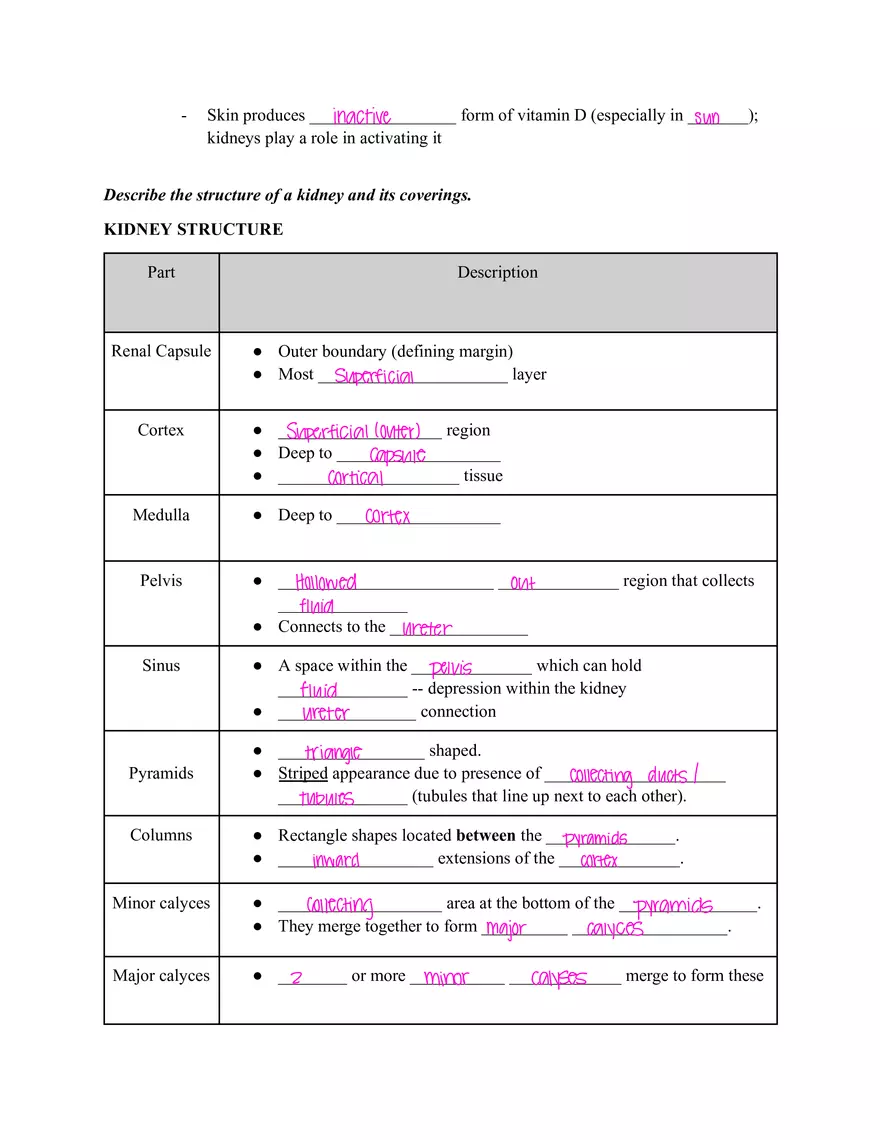 Urinary System Worksheet I - Page 2