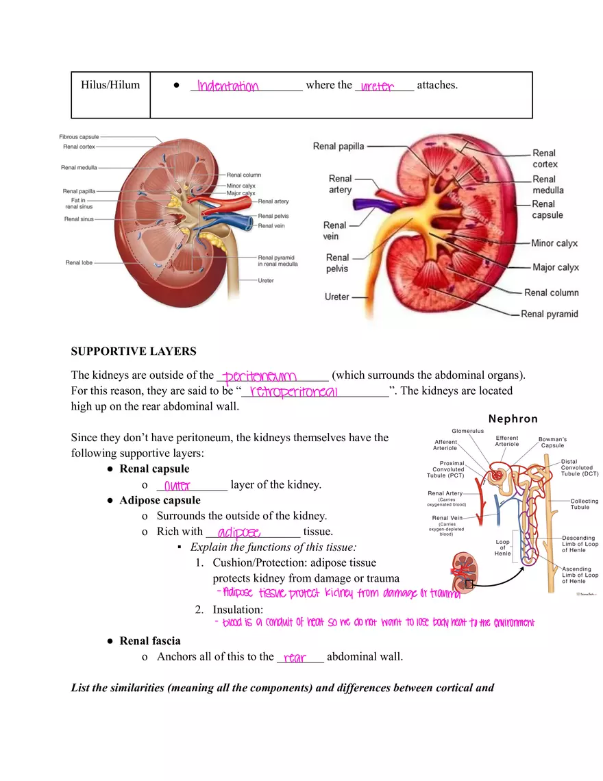 Urinary System Worksheet I - Page 3