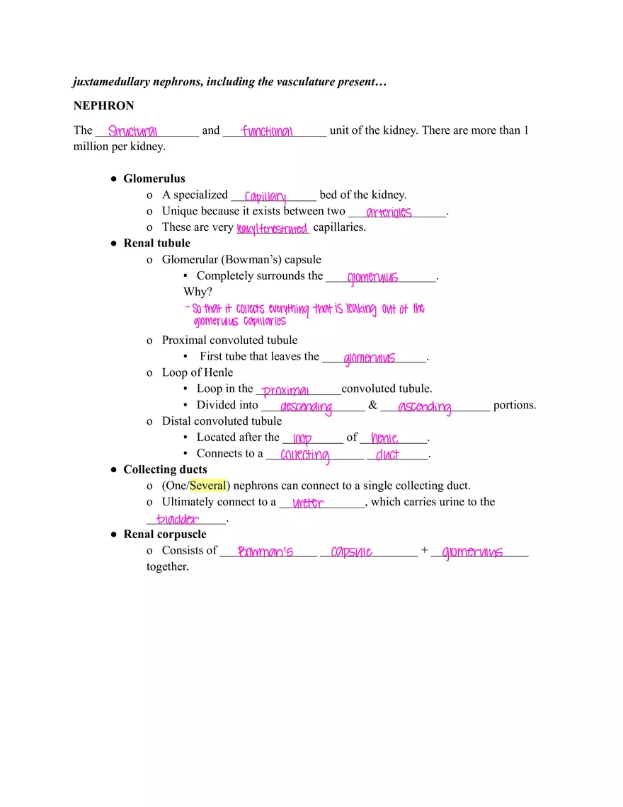 Urinary System Worksheet I - Page 4
