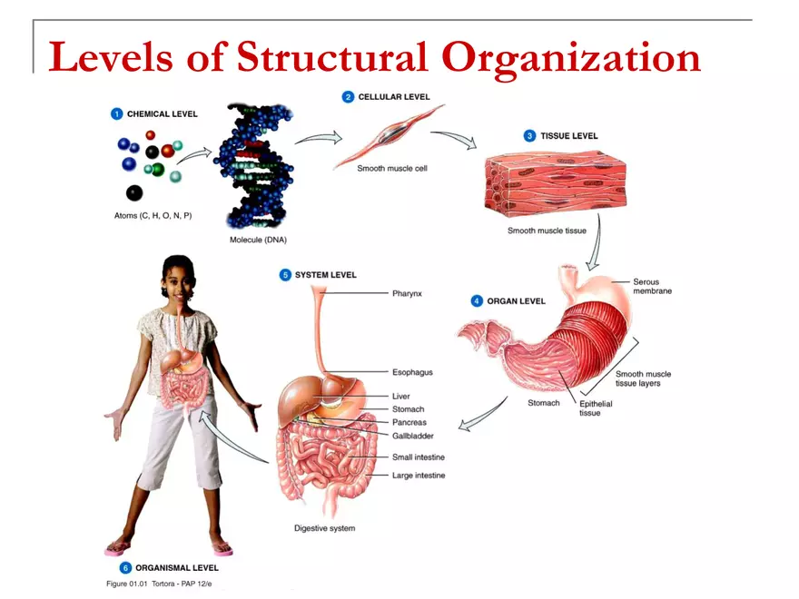 Levels of Structural Organization Lecture Note - Page 4