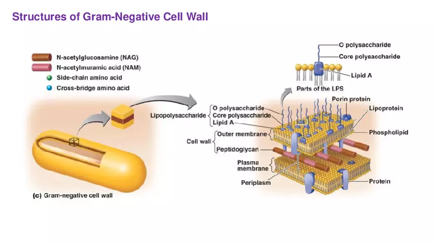 Classification of Microorganisms Lecture 3 - Page 7