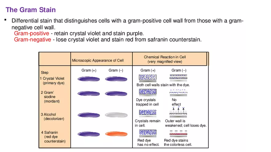 Classification of Microorganisms Lecture 3 - Page 9