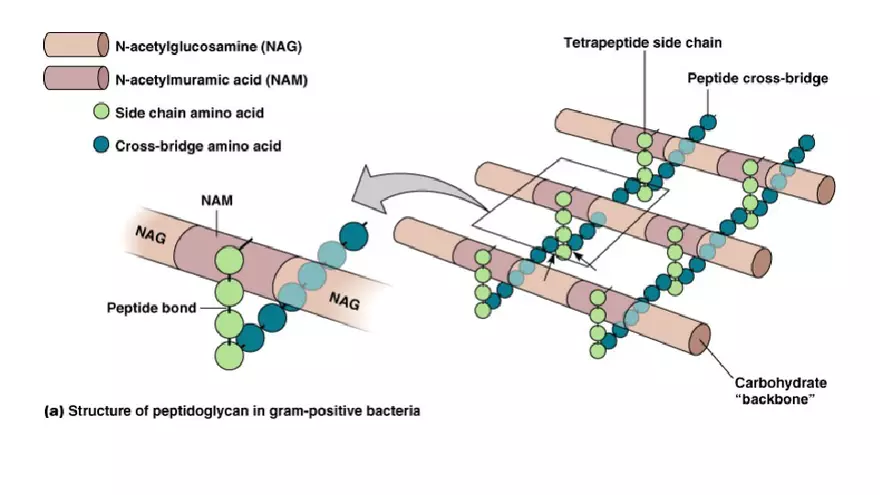 Classification of Microorganisms Lecture 3 - Page 4