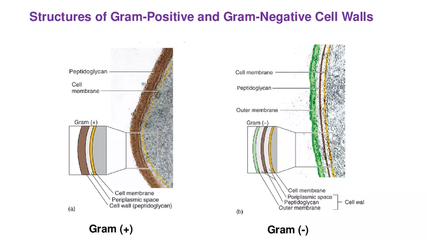 Classification of Microorganisms Lecture 3 - Page 5