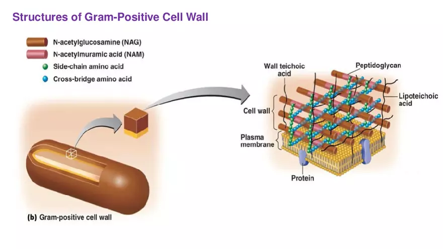 Classification of Microorganisms Lecture 3 - Page 6