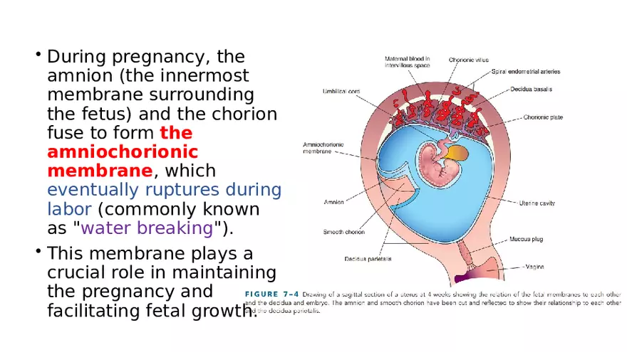 Placenta, Extraembryonic Membranes, and Multiple Pregnancies Part 2 - Page 9