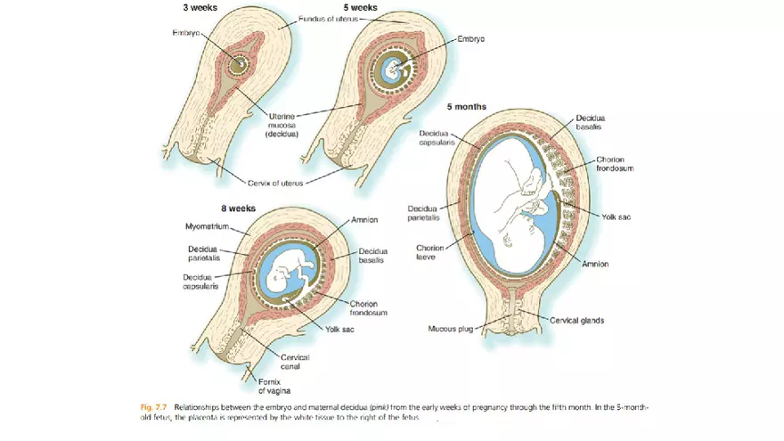 Placenta, Extraembryonic Membranes, and Multiple Pregnancies Part 2 - Page 1