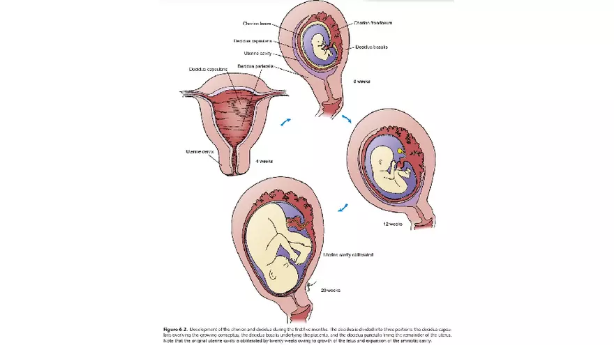 Placenta, Extraembryonic Membranes, and Multiple Pregnancies Part 2 - Page 4