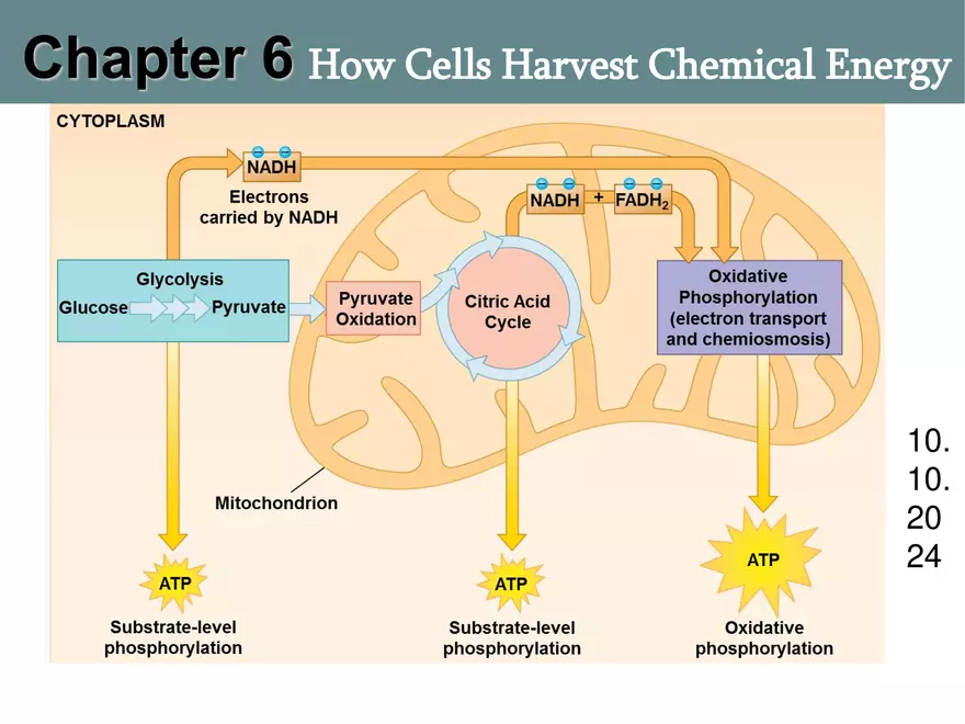How Cells Harvest Chemical Energy Lecture - Page 1