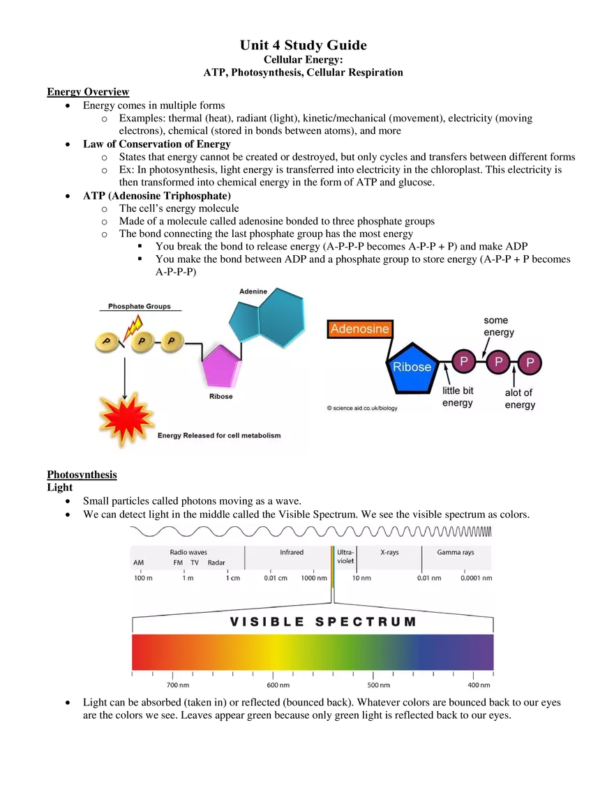ATP, Photosynthesis, Cellular Respiration - Page 1