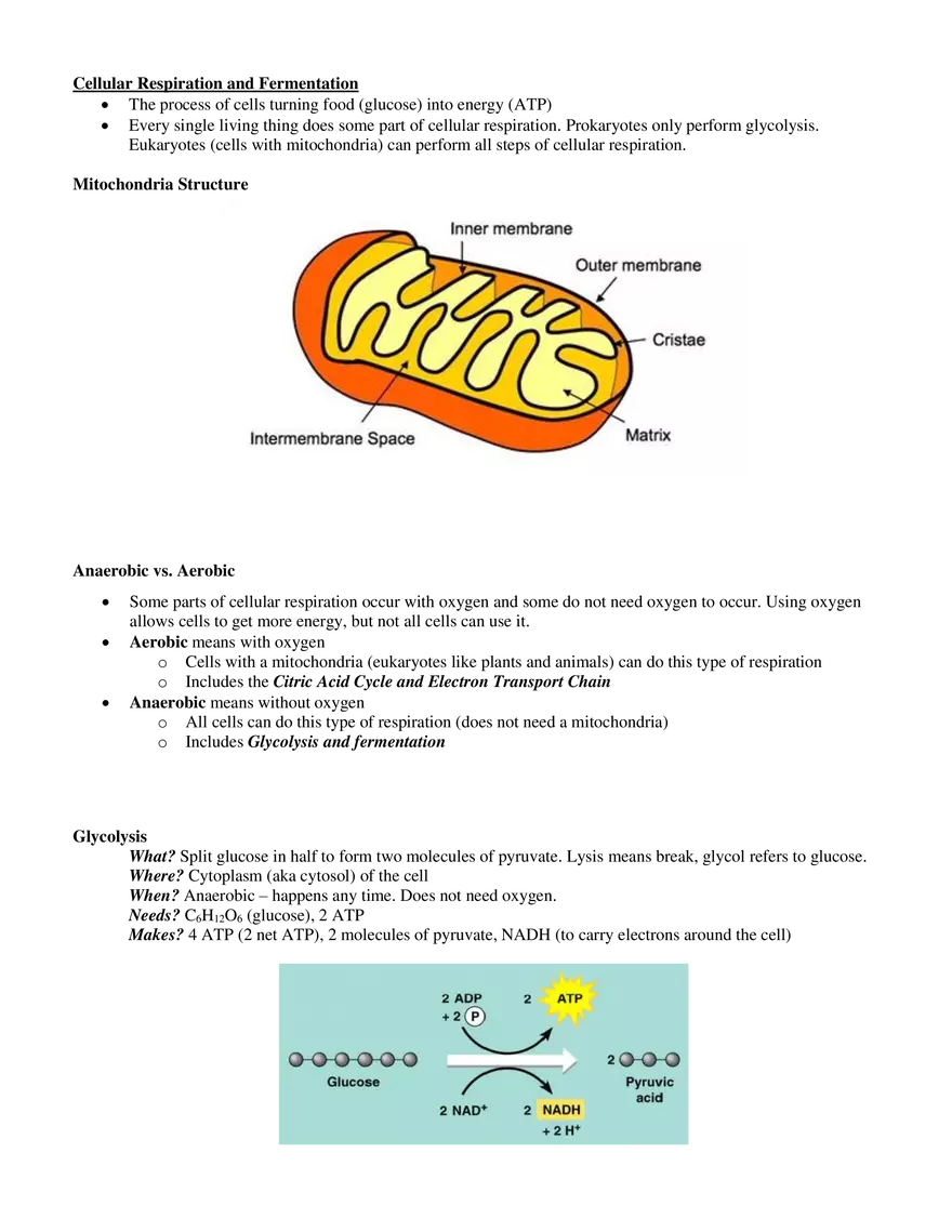 ATP, Photosynthesis, Cellular Respiration - Page 3