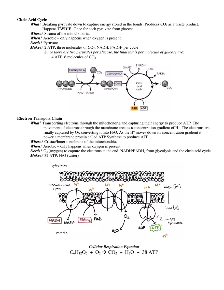 ATP, Photosynthesis, Cellular Respiration - Page 4