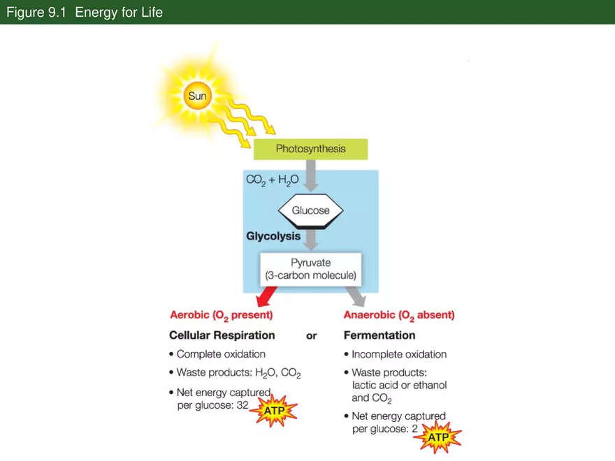 Pathways That Harvest Chemical Energy Lecture Part 1 - Page 7
