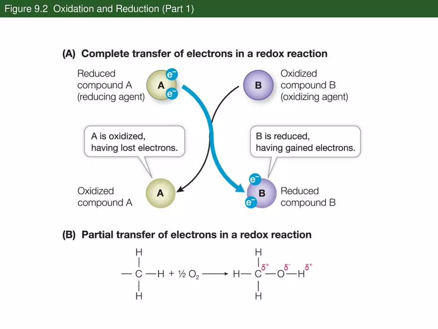 Pathways That Harvest Chemical Energy Lecture Part 1 - Page 9
