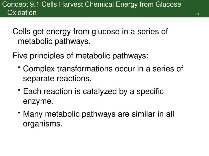 Pathways That Harvest Chemical Energy Lecture Part 1 - Page 3