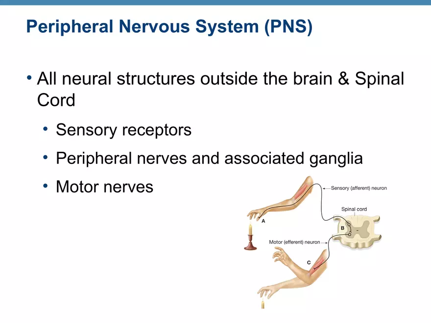 Peripheral Nervous System - Page 4