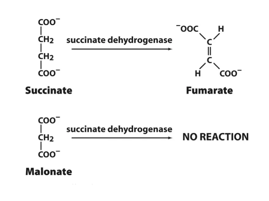 Principles of Biochemistry - Enzymes Lecture 6 - Page 3