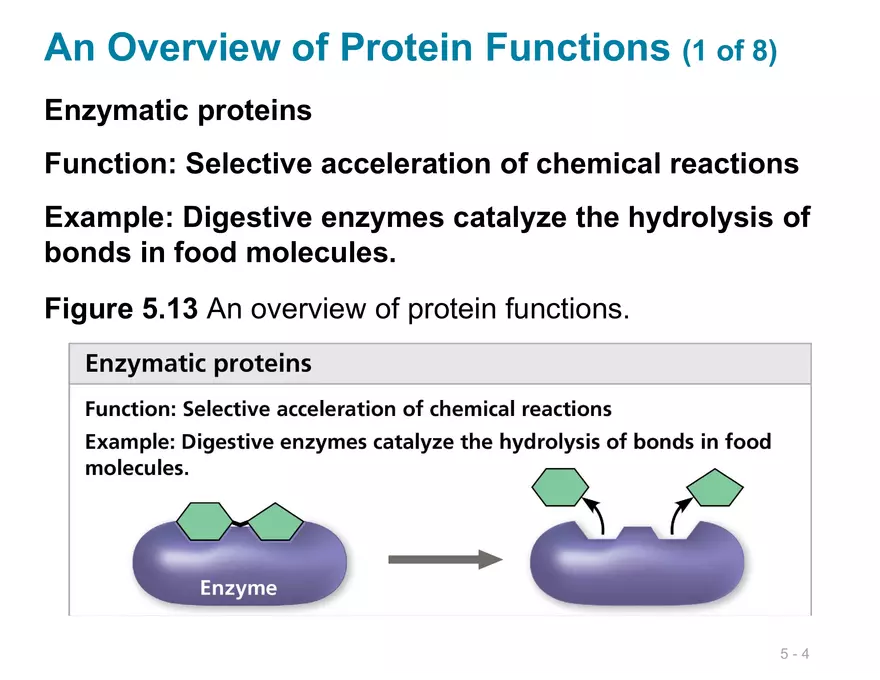 The Structure and Function of Large Biological Molecules Chapter 5 - Page 3