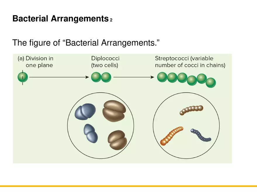A Survey of Prokaryotic Cells and Microorganisms Lecture 8 - Page 2