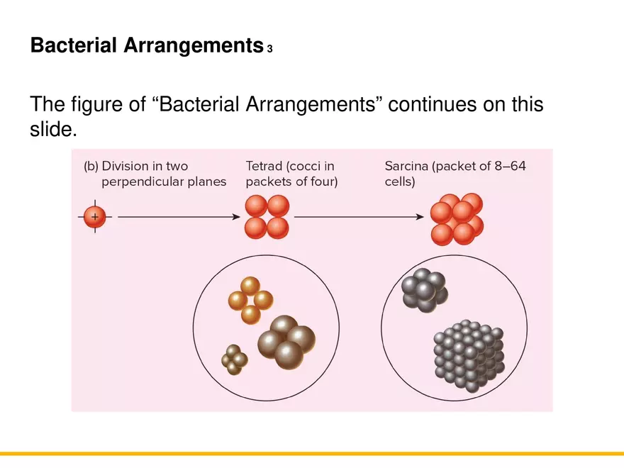 A Survey of Prokaryotic Cells and Microorganisms Lecture 8 - Page 3