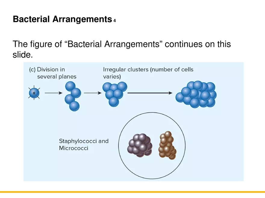 A Survey of Prokaryotic Cells and Microorganisms Lecture 8 - Page 4