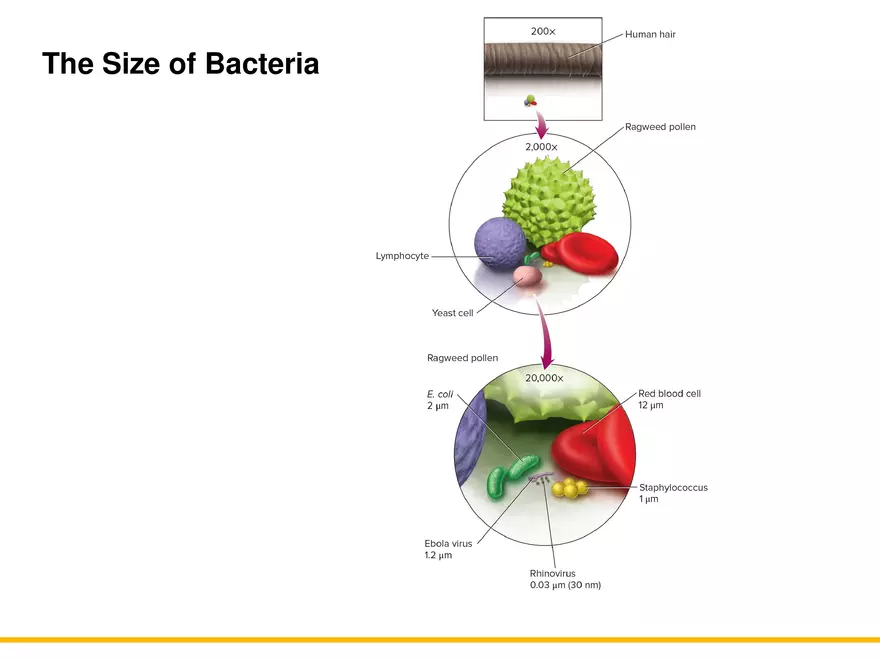 A Survey of Prokaryotic Cells and Microorganisms Lecture 8 - Page 5